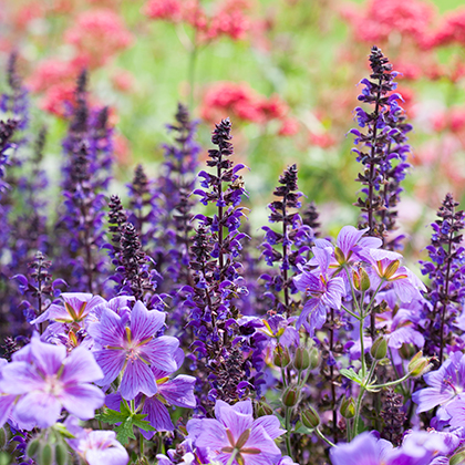 Salvia Hotlips is met zijn tweekleurige bloem een van de meest kenmerkende salvia's, maar hij kan ooktijdelijk alleen witte, of helemaal rode bloemen vormen.